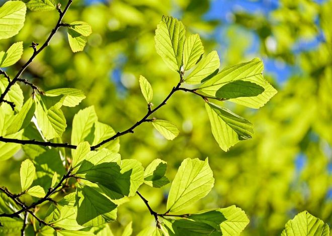2月13日莱特币与比特币价格下跌后反弹，莱特币多头表现活跃